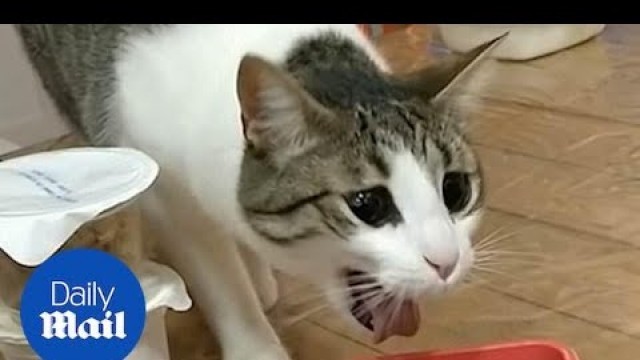 'Hiss-terical video of cat gagging every time she smells owners food'