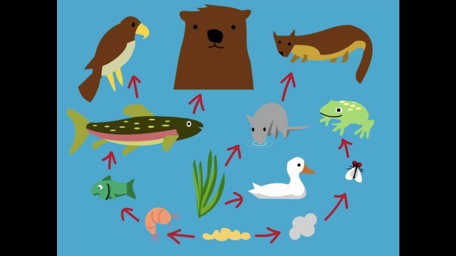 'BrainPop Video Lesson - Food Chains'