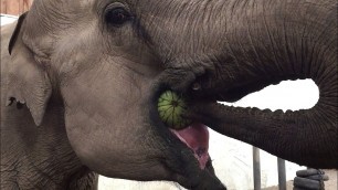 'Elephant vs. Watermelon'