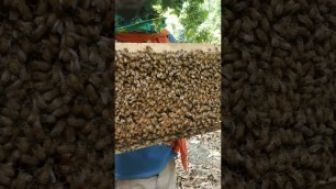 'Vishuddh Lichi Honey-Part1 || Know your food source series||Organic||Gooric Honey'