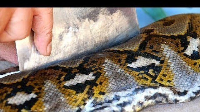 'Indonesian Food - GIANT PYTHON Snake Curry Manado Indonesia'