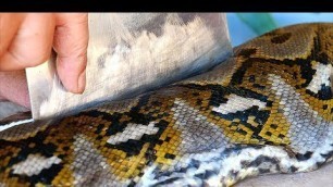 'Indonesian Food - GIANT PYTHON Snake Curry Manado Indonesia'