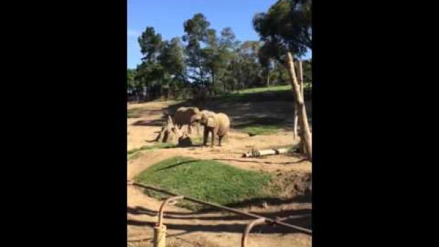 'Elephant eating whole watermelon.'