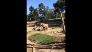 'Elephant eating whole watermelon.'