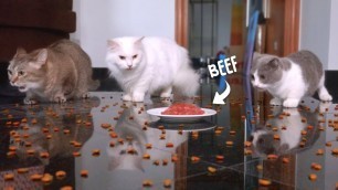 '1000 Treats vs Beef | What Do The Cats Like To Eat?'