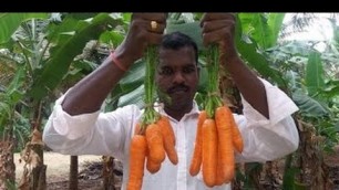 'Cooking Fresh Carrot Rice in My Village Food Money Food'