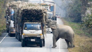 'Elephant Blocks Trucks To Steal Bundles Of Sugar Cane From Them'