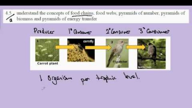 '4.5a Food Chains'