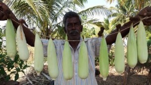 'Cooking Fresh Maize (Corn) in My Village - 2 Varieties - Food Money Food'