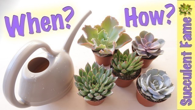 'How To Water Succulents (Tips to Keep Them Alive)'