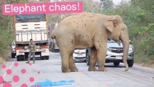 'Huge Elephant Steals Food from Truck'