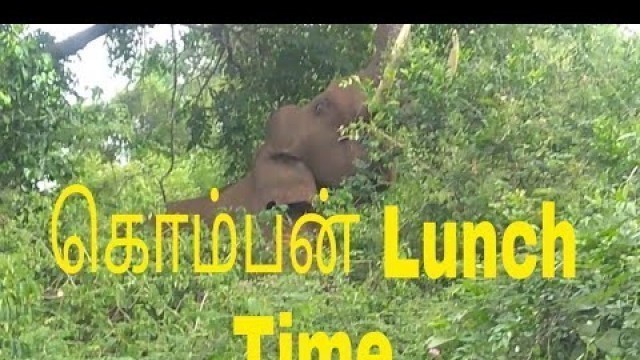 'Single Wild elephant eating food in sathyamangalam'