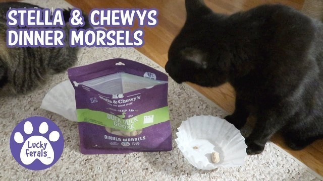 'Cats Try Stella & Chewy\'s Freeze-Dried Raw Duck Duck Goose Dinner Morsels'