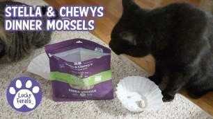 'Cats Try Stella & Chewy\'s Freeze-Dried Raw Duck Duck Goose Dinner Morsels'