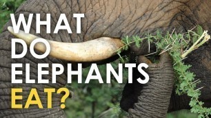 'What Do Elephants Eat?'