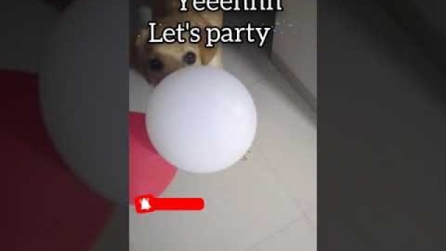 'Labrador puppy excited for party | Dog funny video | Chiku BhuBhu - The Labrador retriever #Shorts'