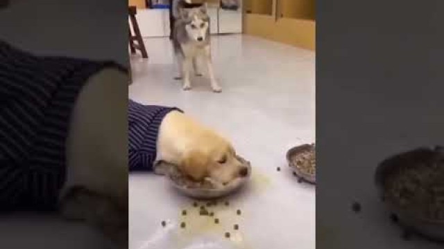 '#husky and #Labrador eating food funny videos'