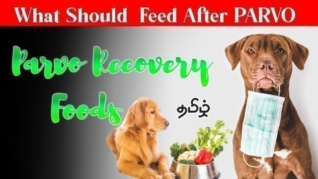 'Parvo Virus Recovery Food Plan for Puppy  inTamil'