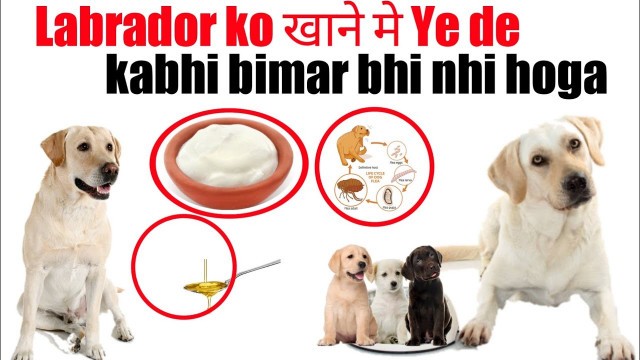 'labrador ko खाने मे ye de kabhi bimar nhi hoga /dog health problem and there solution'