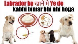 'labrador ko खाने मे ye de kabhi bimar nhi hoga /dog health problem and there solution'