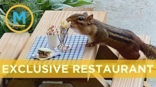 'Food reviewer sets up a tiny restaurant for chipmunks  | Your Morning'