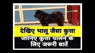 'All About dogs | Pug Breed | vigal dogs | chiao Chicago dog | dogs food| sambhal navKennel|the dogs'