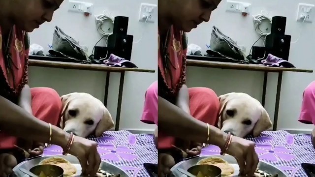 'Lebra dog eating food | Lebra dog puppy eating | Johnny Lebrador | Shorts'