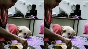 'Lebra dog eating food | Lebra dog puppy eating | Johnny Lebrador | Shorts'