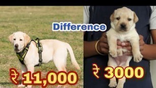 'Labrador puppy price difference'