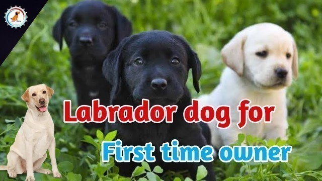 'Labrador dog for first time owner / Why 1st Time Owners Should Own A Labrador'