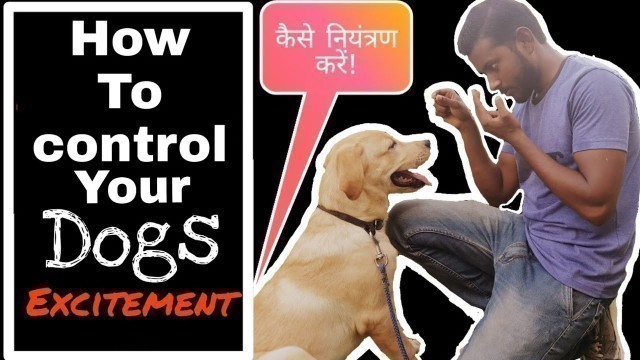 'How to control puppy excitement |labrador training in hindi | Control excessive jumping and biting'