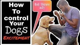 'How to control puppy excitement |labrador training in hindi | Control excessive jumping and biting'