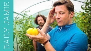 'LET\'S TALK ABOUT TOMATOES! | Jamie Oliver'