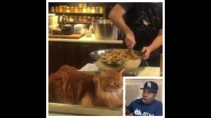 'House Cat in pan before the food goes in it ?? Antoine Scott - LookAtcha'