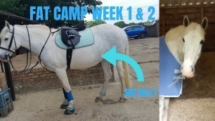 'Fat camp week 1 & 2 NO FOOD RESTRICTED | Moon Equestrian'