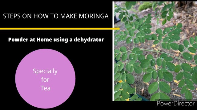 'moringa powder. how to make moringa powder using a food dehydrator and a coffee grinder at home.'