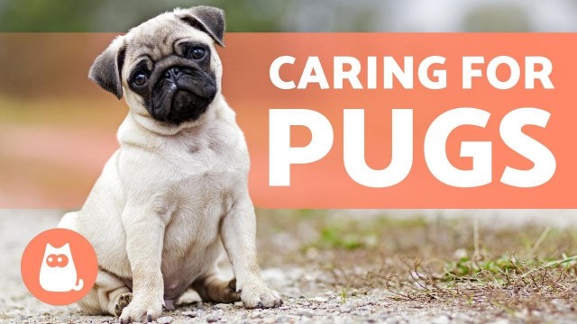 'Caring for PUGS 