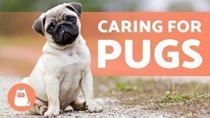 'Caring for PUGS 