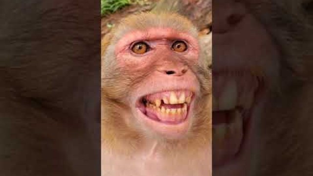 '#shorts  j\'s eating like a baby jovy gabane food inc monkey eating berries meme eat like snake graci'