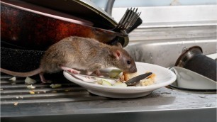 'What Do Restaurant Inspectors Look For?'
