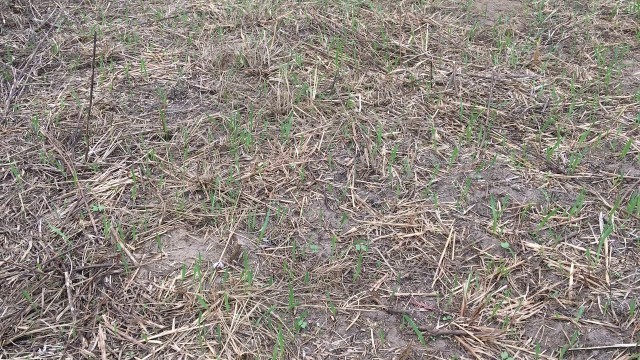 'No Till No Drill Food Plot Update 1 Week Later'