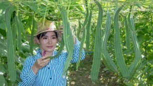 'Harvesting Ridged Gourd | Cooking Ridged Gourd with Khmer Food For Dinner'