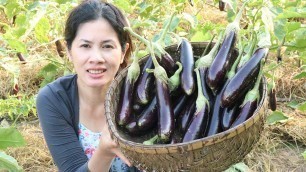 'Cooking Eggplant With Fish Recipe | Eggplant Natural Cooking | Khmer Food TV'