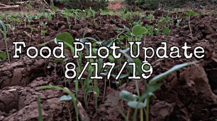 'Food Plot Update After 1 Week With No Rain 8/17/19'