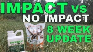 'Spring Food Plot 8 Week Update. Whitetail Institute Impact VS No Impact. Major Difference!'